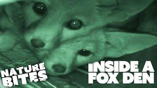 Inside a Den of Baby Kit Foxes | Nature Bites