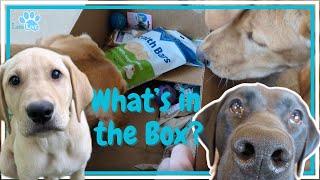 Dogs Open Chewy Christmas Box!  *new Toys and Treats