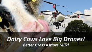 Why do dairy farmers love BIG drones? - More grass means more milk!