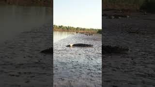 Large Salt Water Crocodiles of Northern Australia #wildlife #nature #crocodile