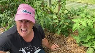 Pourquoi la cendre fait-elle un excellent engrais pour les tomates? 