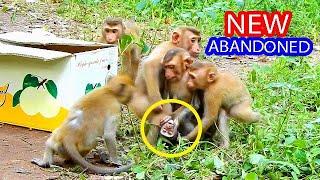 BREAKING NEWS! NEW ABANDONED MONKEY JUST RELEASES IN SOVANNA TROOP, BABY ABANDONED IS SAD AND SCARED