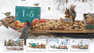 The Traveling Bird Feeder 1-5 | Relax With Squirrels & Birds ( 6 Hours )