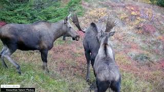 Our Favorite Bull Moose Rut Pits #bullmoose #moose