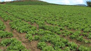 Cultivo de Lechuga: Cómo Preparar el Suelo y Sembrar