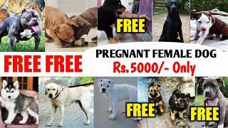 FREE FREE FREE | Pregnant female dog सिर्फ ₹.5000/- | Cheapest price dog market