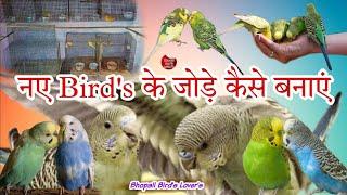 Budgie Bird ke pair kese lagayen// शुरू से सीखिए #birds