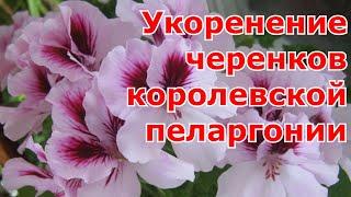 Размножение королевской пеларгонии черенками и уход за ней в домашних условиях