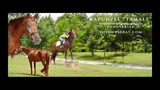 "Meet Tamale" Chestnut Hanoverian Mare For Sale (Dressage/Trail/Show)