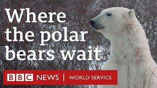 Living alongside polar bears in the Canadian Arctic - BBC World Service