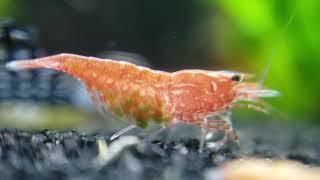 Cherry Shrimp moving her eggs