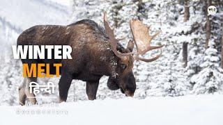 Winter Melt - हिन्दी डॉक्यूमेंट्री | Animal Planet Hindi documentary, Full Episode