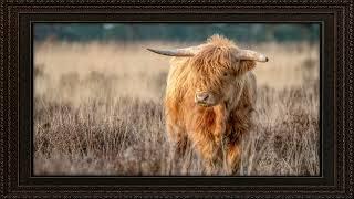 Framed TV Art - Scottish Cattle