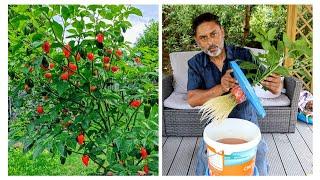 How To Grow Chilli Peppers In Water | Growing Hydroponic chilli