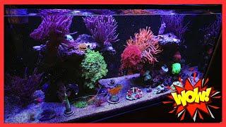  160 LITER REEF AQUARIUM by REEF ROMANIA 