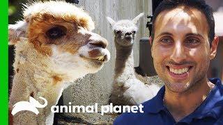 A Baby Alpaca is Born! | The Zoo: From The Inside