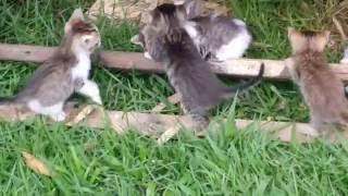 997- GATINHOS FOFINHOS BRINCANDO no JARDIM (Muito LINDO)