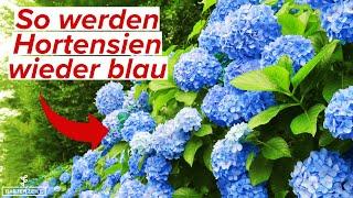 Mit diesem Trick werden deine Hortensien wieder blau