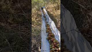 Smart Transportation Idea While Harvest Camellia Fruits On The Mountain #satisfying #short