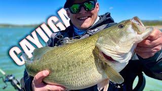 The BEST Cayuga Lake Bass Fishing Bait There Is! - Day 4 - Jack Hammer Chatterbait