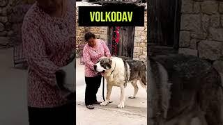 What A Beast-Volkodav Dog Alabai #shorts