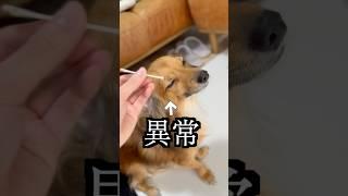 耳垢が異常だから他の犬に舐めさせてみた！