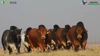 Insights into bull and cow selection: Hurwitz Farming Production Auction 2023.