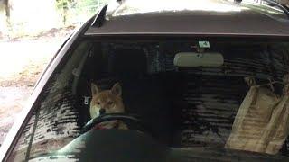 イタズラをして車で逃走しようとする柴犬　Shibe plays pranks and about to escape by car.