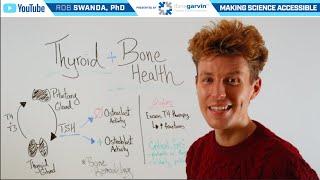 How Does the Thyroid Affect Bone Health?