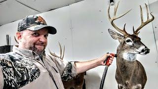 HOW (and why) TO REHYDRATE A DEER CAPE! ***SUPER EASY*** WHITETAIL TAXIDERMY!!