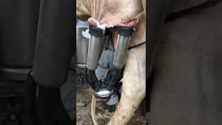 Milking fails #animal animal #cow #dairyprocessing #cowmilk #milkingfails