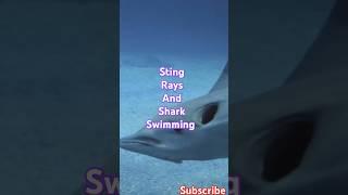 Stingrays and sharks swimming #youtubeshorts #shortsviral #shorts