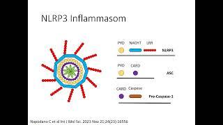 Autoinflammation Teil 1