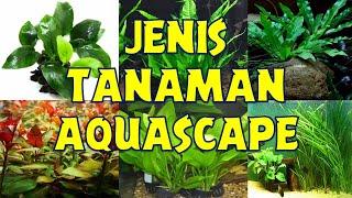 7 Jenis Tanaman Aquascape