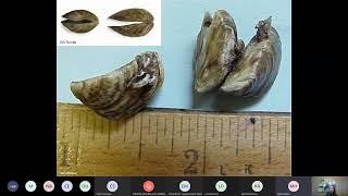 Zebra Mussel Forum