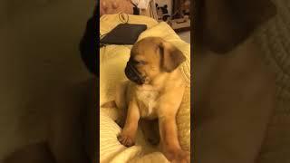 Adorable Pug Feels Very Sleepy,daily pug,pugs (2021),pug dog,pug puppy,cute pug,Cute puppy videos