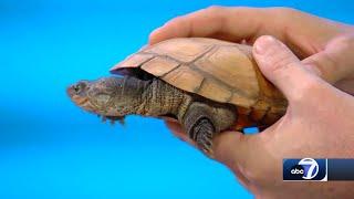 Creature Feature: African Sideneck Turtles