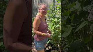 Experimenting in Your Garden #gardentips #growingfood #backyardgarden