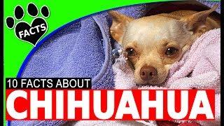 10 OMG Facts About Chihuahuas You Don't Want to Miss - Dogs 101