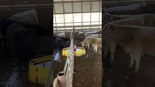 Dec 2nd IN BARN preview