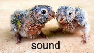 sound of baby green cheek conure parrot birds