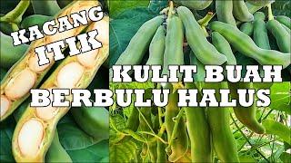 BUAH RARE | KACANG ITIK | ISINYA RASA RANGUP & BERLEMAK