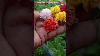 #Portulaca 30 colors for sale online - Pathumani Poovu - Cindrella - WhatsApp : 8248414402