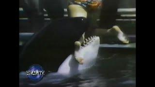 Orca Attack Of Annette Eckis