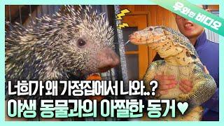 평범한 가정집을 정복해버린 12마리 야생 동물┃Magical Hand That Turns Lizards into Gentle Sheep