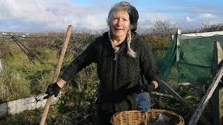 Winter Root Medicine