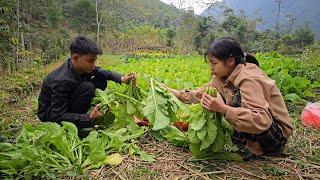 A homeless boy and a poor girl harvest mustard greens and sell them to save money to build a wall