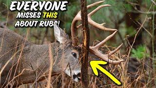 How Bucks REVEAL their RUT LOOP with Rubs!