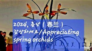 2024년, 한국 춘난(韩国春兰)감상 (Appreciating Korean Orchids)/대구예술회관