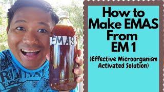 How to make EMAS (Effective Microorganism Activated Solution) from EM1 (How to make EMAS)